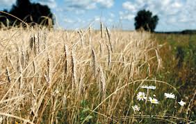Аграрный комитет ВР Украины одобрил законопроект, закрепляющий свободу договора поставки сельхозпродукции - УАА