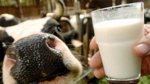 Закупочные цены на молоко падают после запрета РФ на поставку украинских сыров