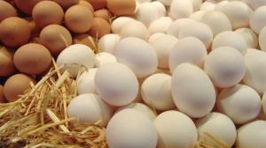 Немецкие производители яиц опасаются импорта из Украины