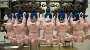 В Украине выросли объемы производства курятины