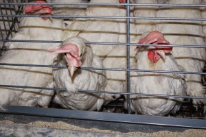 Поголовье птицы в марте выросло на 8,8% — Госстат
