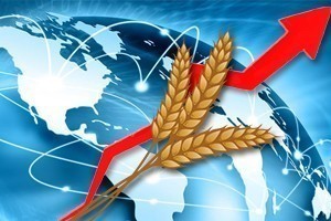 Экспорта зерна и продуктов его переработки вырос на 9 млн т