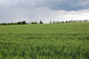 Урожай зерновых в Украине может оставить 58,5 млн т — ААА