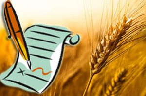 Сбор урожая зерна в Украине отстает от прошлогодних показателей