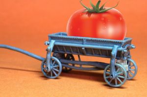 В Латвии опасаются бесконтрольного выращивания ГМО