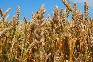 Более 70% зерна озимой пшеницы относится к продовольственной группе — НААН Украины