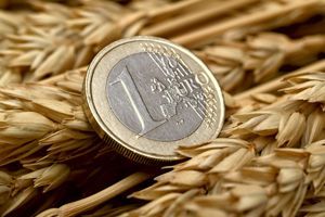 Аграрный фонд начал закупать пшеницу по спотовым договорам